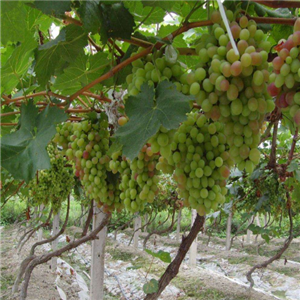 绿航果业葡萄