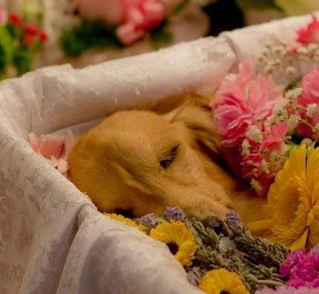 宠物殡葬仪式