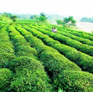 桐柏山野茶生产基地