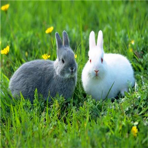 富祥兔子养殖灰白兔子