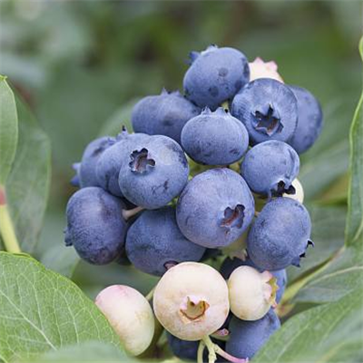 群丰果品超市蓝莓