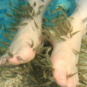 卡哇鱼足浴中的鱼吸食死皮