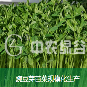 中农绿谷豌豆苗