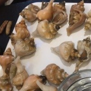 龙腾海鲜火锅海螺