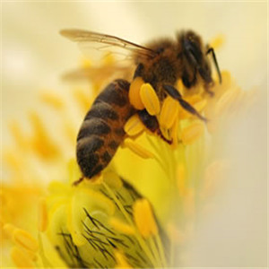 颐园牌蜂蜜蜜蜂