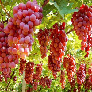 果业集团葡萄