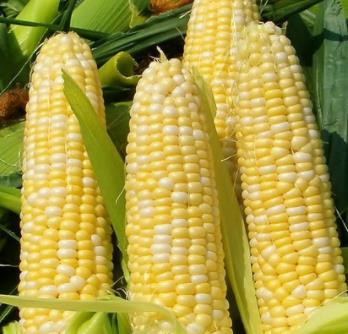 德丰种业玉米