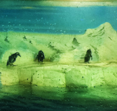 长风公园水族馆企鹅