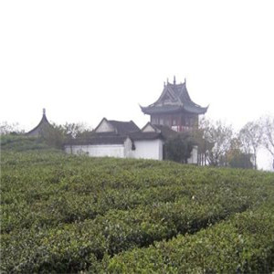虞山绿茶展示