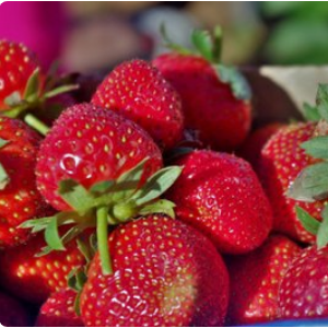 诚实果业草莓