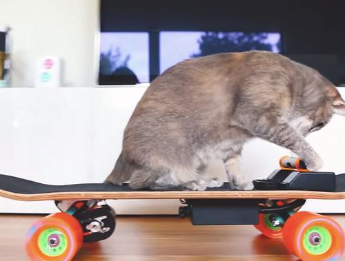 购想宠物用品滑板