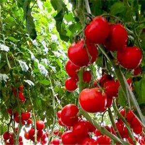 有机蔬菜种植番茄