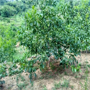 核桃树种植优质核桃树