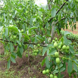 核桃树种植鲜绿核桃树