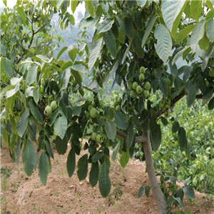核桃树种植