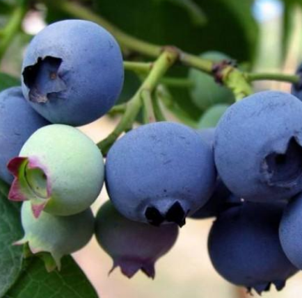 佳时鲜水果蓝莓