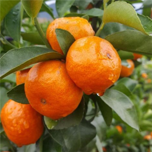 安哥沙糖桔橘子