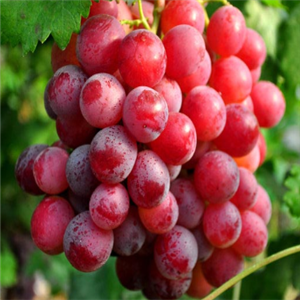 东林果蔬葡萄