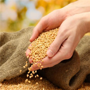 艺粮粮油小麦