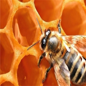 三邦蜂蜜自然