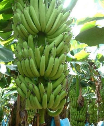 湛江市优质香蕉香蕉树