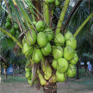 天佑海南椰子自然
