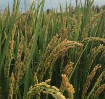 农道农副产品水稻