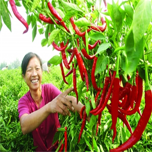 隆平高科辣椒种植