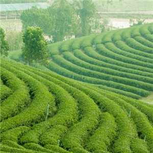 虹星茶厂种植