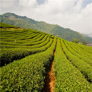 茶艺茶叶种植