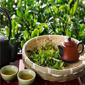 九龙袍茶业茶壶