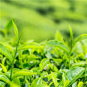 老牌迪茶叶种植环境