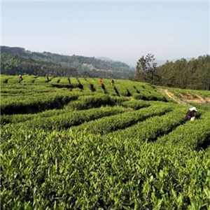 平武茶业种植环境