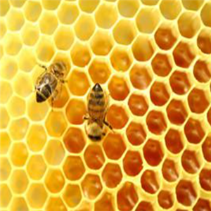 昌盛蜂产品过程