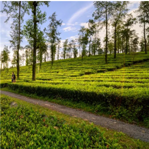 滇岭茶业种植地