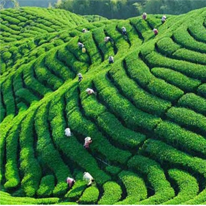 利升茶行种植地
