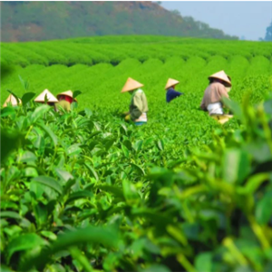 鼎甲茶业种植地
