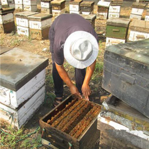 梅朵堂蜂产品过程