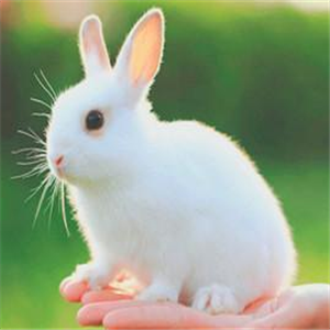 盛大兔业养殖白色
