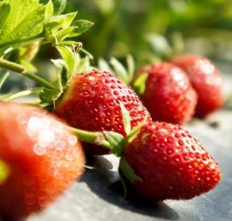 鱼菜共生农场草莓