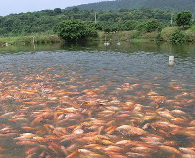 水产养殖鱼