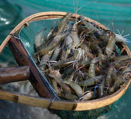 水产养殖虾