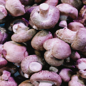 沙园市场香菇