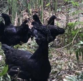 五黑鸡养殖成本小