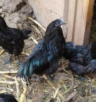 五黑鸡养殖