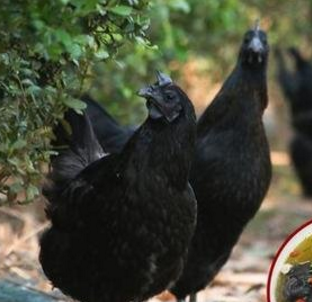 五黑鸡养殖