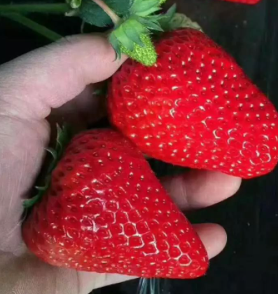 丹东九九草莓鲜美