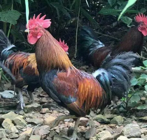 黑尾原鸡养殖质量