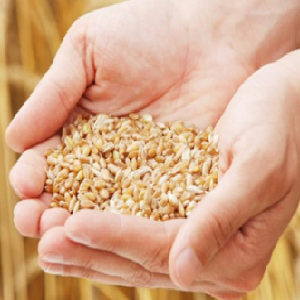 番禺粮食储备小麦