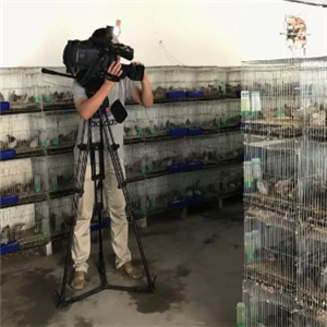 芦丁鸡养殖摄影